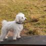 Miniaturka Agility Seesaw (4)