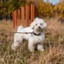 Miniaturka Agility Weave Poles (7)